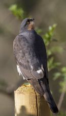 Male Sparrowhawk