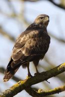 Buzzard