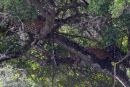 Resting_Leopards