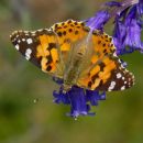 Painted_Lady_Butterfly
