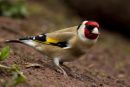 Goldfinch