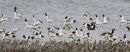 Avocets