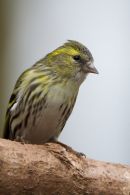 Siskin
