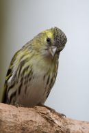 Siskin