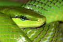 Red-tailed_Rat_Snake_1