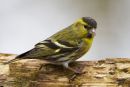 Siskin
