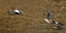 Wigeon
