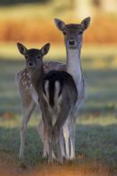 Mother Fallow Doe and Offspring