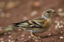 Brambling