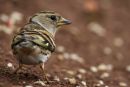Brambling