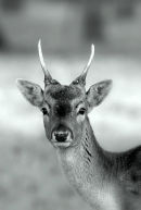 B&W_Fallow_Buck