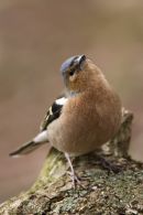 Chaffinch