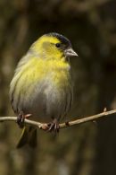 Siskin