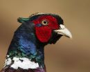 Cock Pheasant