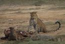 Leopard_With_Kill