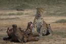 Leopard_With_Kill