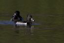 Ring-necked Duck
