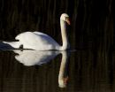 Mute Swan