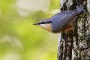 Nuthatch