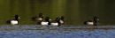 Tufted Duck