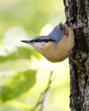 Nuthatch