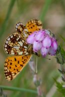 Small_Pearl_Bordered_Fritillary