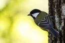 Great Tit