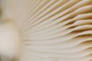 Mushroom Gills
