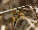 four spotted chaser