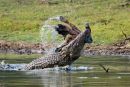 Marsh/Mugger_Crocodile