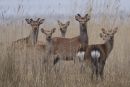 Sika Deer