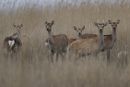 Sika Deer