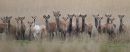 Sika Deer