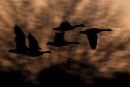 Canada Geese
