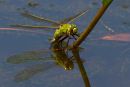 Emperor_Dragonfly_Ovipositing