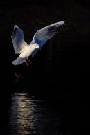 Black-headed Gull