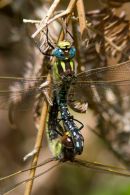 Mating_Hairy_Dragonflies
