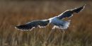 Greater Black-backed Gull