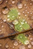 Autumn Oak Leaf