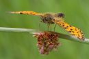 Small_Pearl-bordered_Fritillary