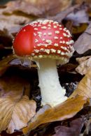 Fly Agaric
