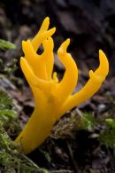 Yellow Stagshorn