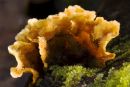 Hairy Curtain Crust
