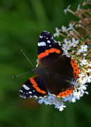 Red_Admiral_Butterfly_1