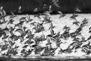 Godwits