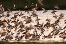 Black-tailed Godwits