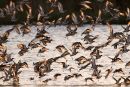 Black-tailed Godwits