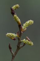 Poplar