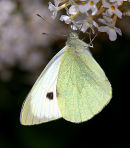 large_White
_Butterfly