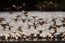 Black-Tailed Godwits